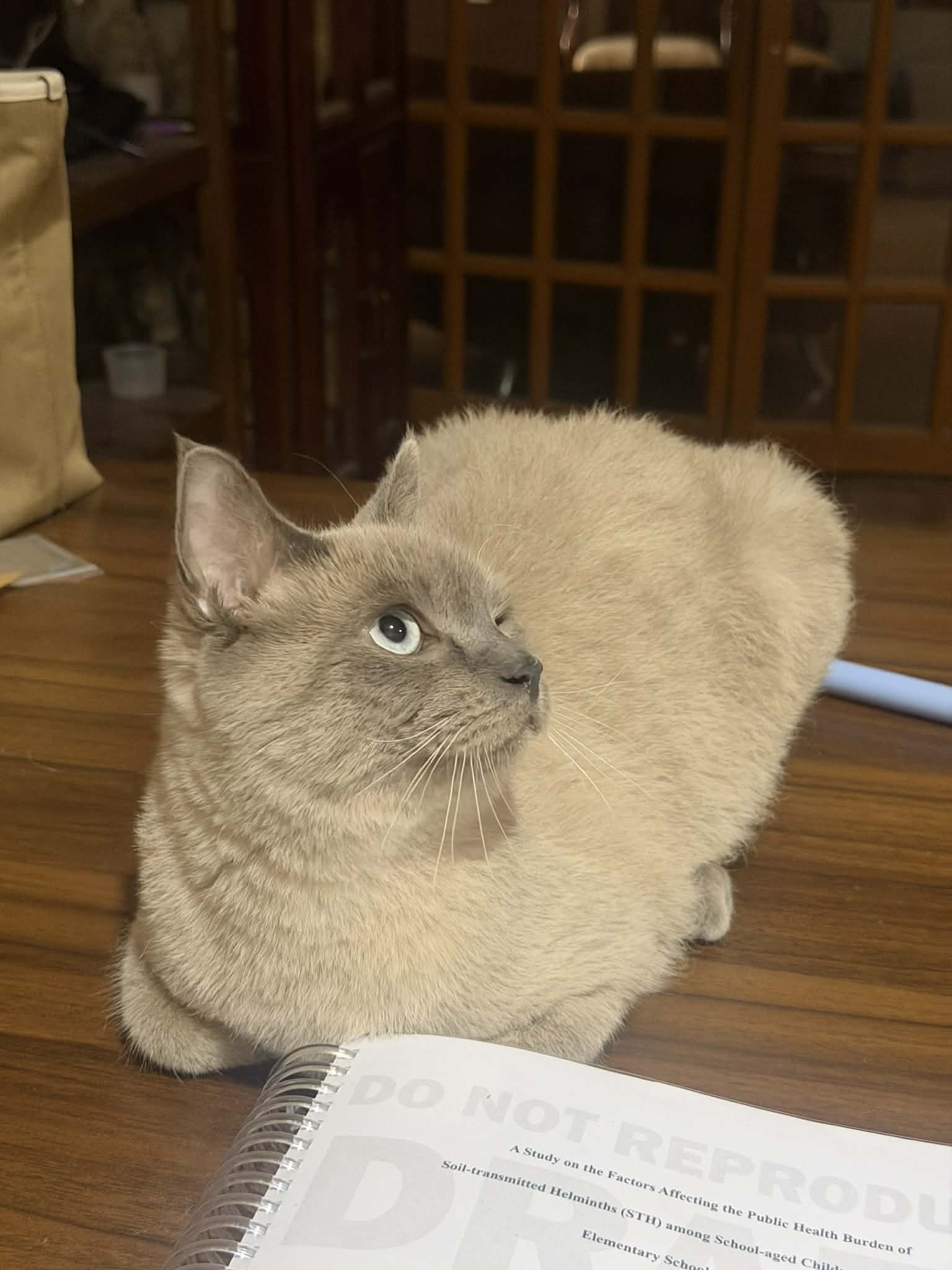 Luka, a blue-point cat, sitting directly on a printed thesis about soil-transmitted helminths. He has not read it but he has sat on every page.